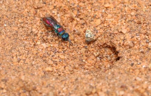 Réf. 352 305 : Chrysis (succincta)